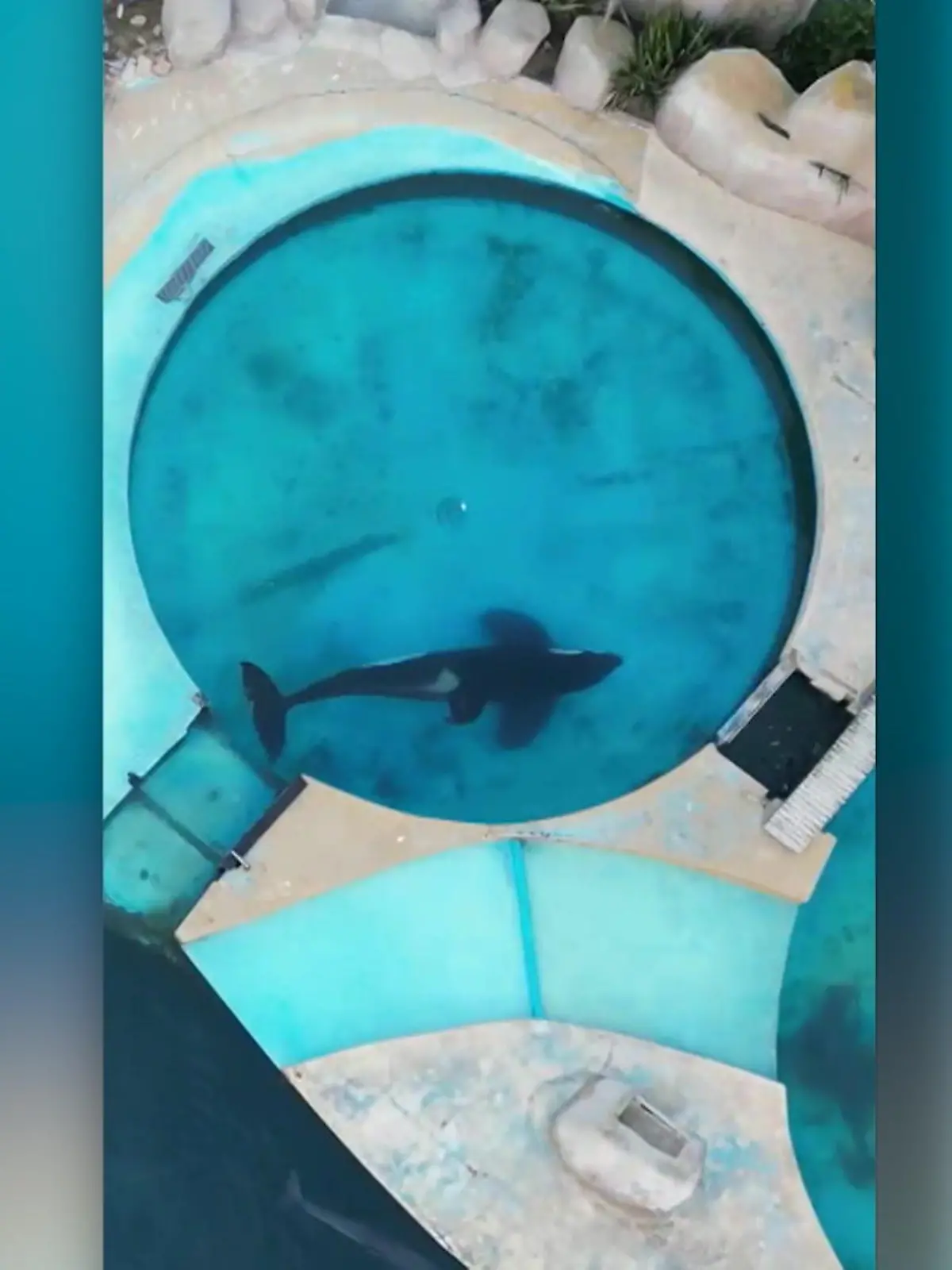Das hier sind die traurigen Bilder des Orcas Kshamenk. Seit 31 Jahren lebt er in diesem winzigen Becken in Mundo Marino, dem größten Meerespark Argentiniens. 