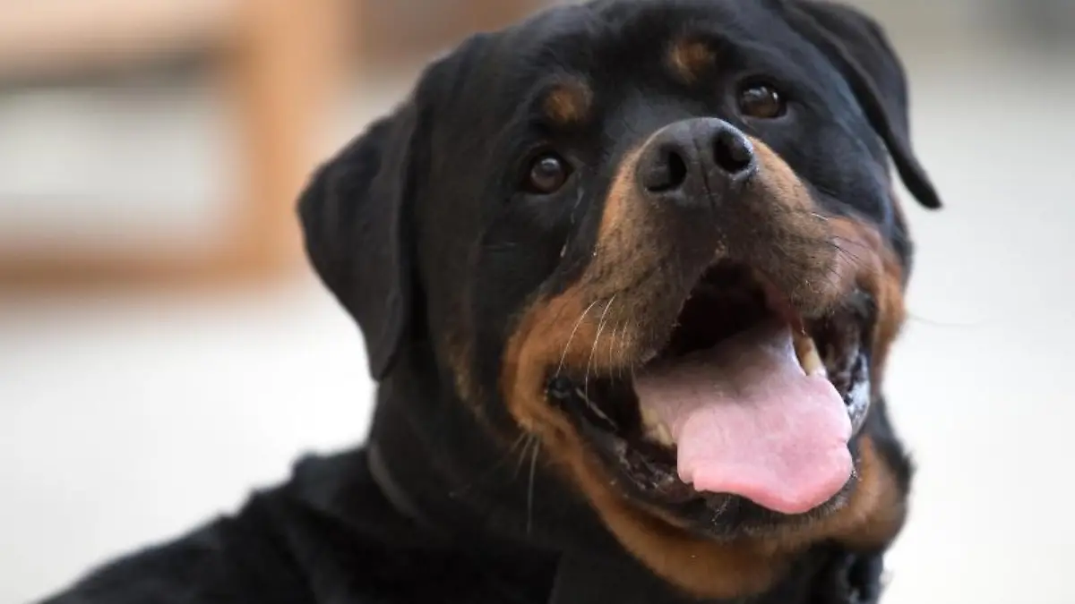 Rottweiler