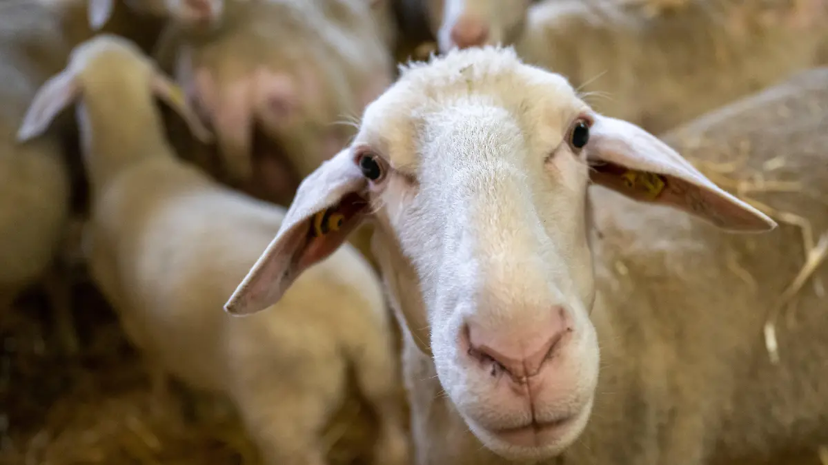 ARCHIV - 24.03.2023, Bayern, Grub: Schafe stehen in einem Stall. (Illustration zu "Erster Fall seit 2021: Blauzungenkrankheit bei Schaf in NRW bestätigt") Foto: Peter Kneffel/dpa +++ dpa-Bildfunk +++