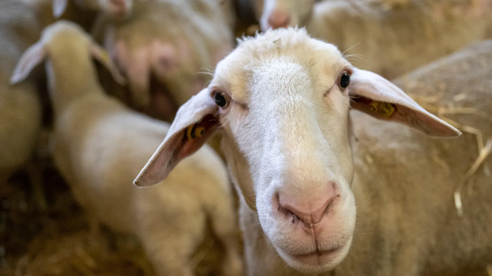 ARCHIV - 24.03.2023, Bayern, Grub: Schafe stehen in einem Stall. (Illustration zu "Erster Fall seit 2021: Blauzungenkrankheit bei Schaf in NRW bestätigt") Foto: Peter Kneffel/dpa +++ dpa-Bildfunk +++