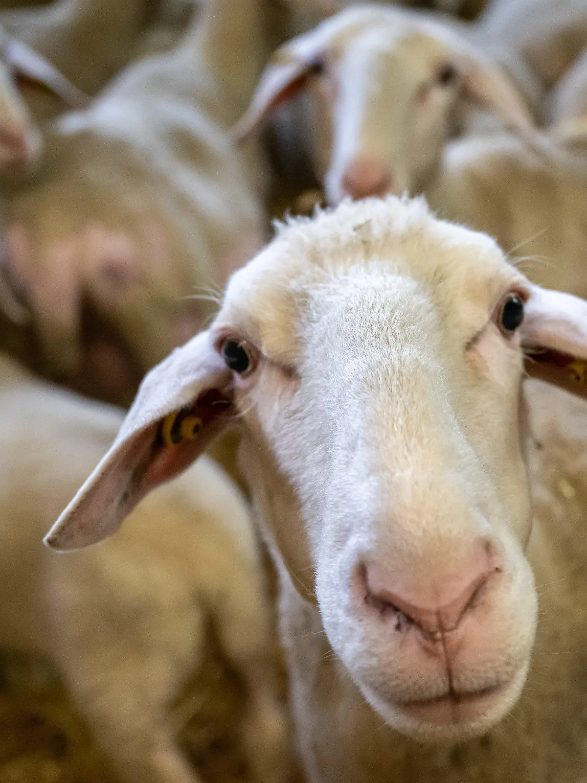 ARCHIV - 24.03.2023, Bayern, Grub: Schafe stehen in einem Stall. (Illustration zu "Erster Fall seit 2021: Blauzungenkrankheit bei Schaf in NRW bestätigt") Foto: Peter Kneffel/dpa +++ dpa-Bildfunk +++