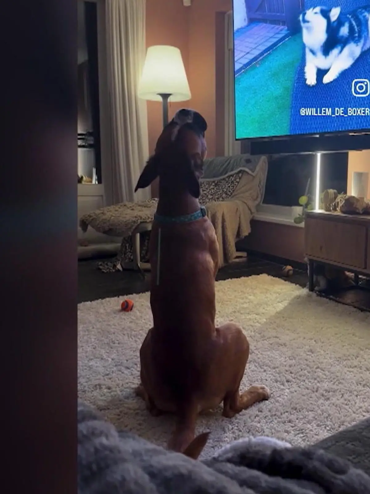 Achtung! Jetzt wird's musikalisch. Denn dieser süße Boxer beweist: Ich kann auch singen. Glauben Sie nicht? Dann überzeugen Sie sich im Video davon.
