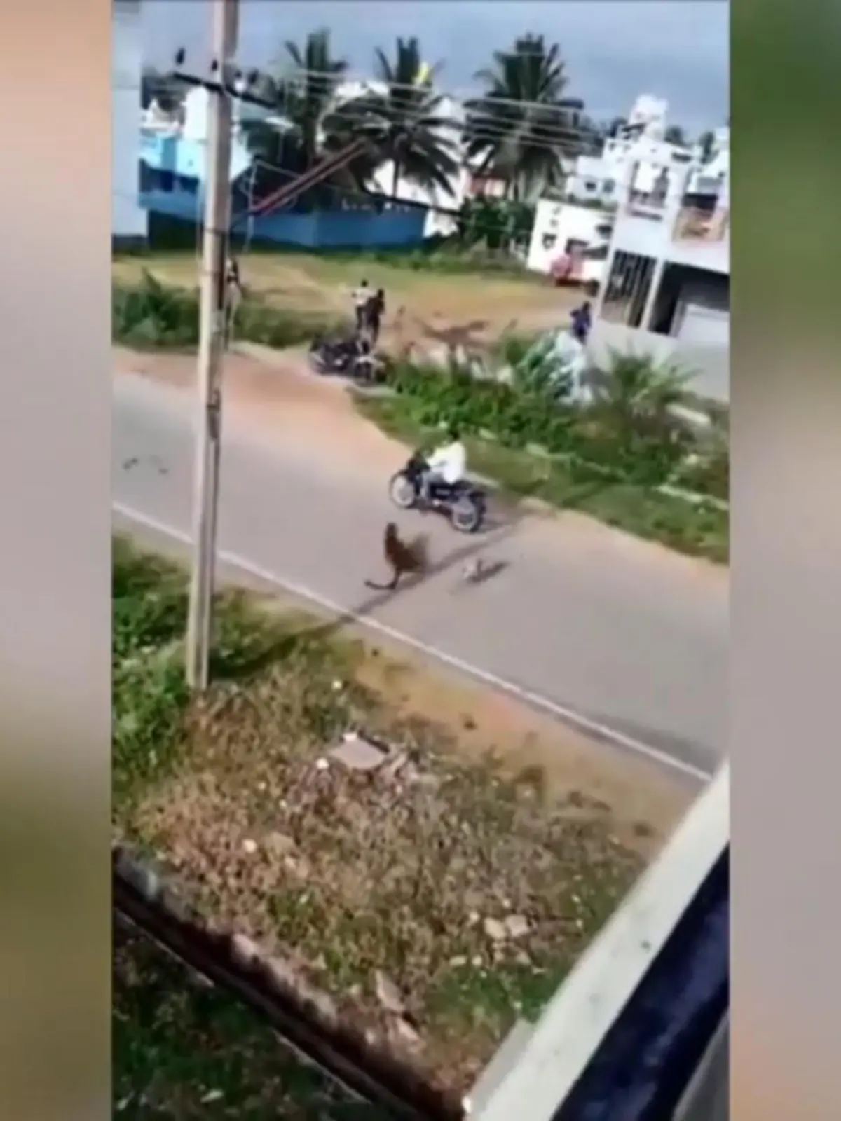 Dem will man wirklich nicht im eigenen Dorf begegnen! In Indien hat sich ein Leopard in eine Siedlung verirrt und läuft Amok! Was für eine Jagd der da ablegt...
