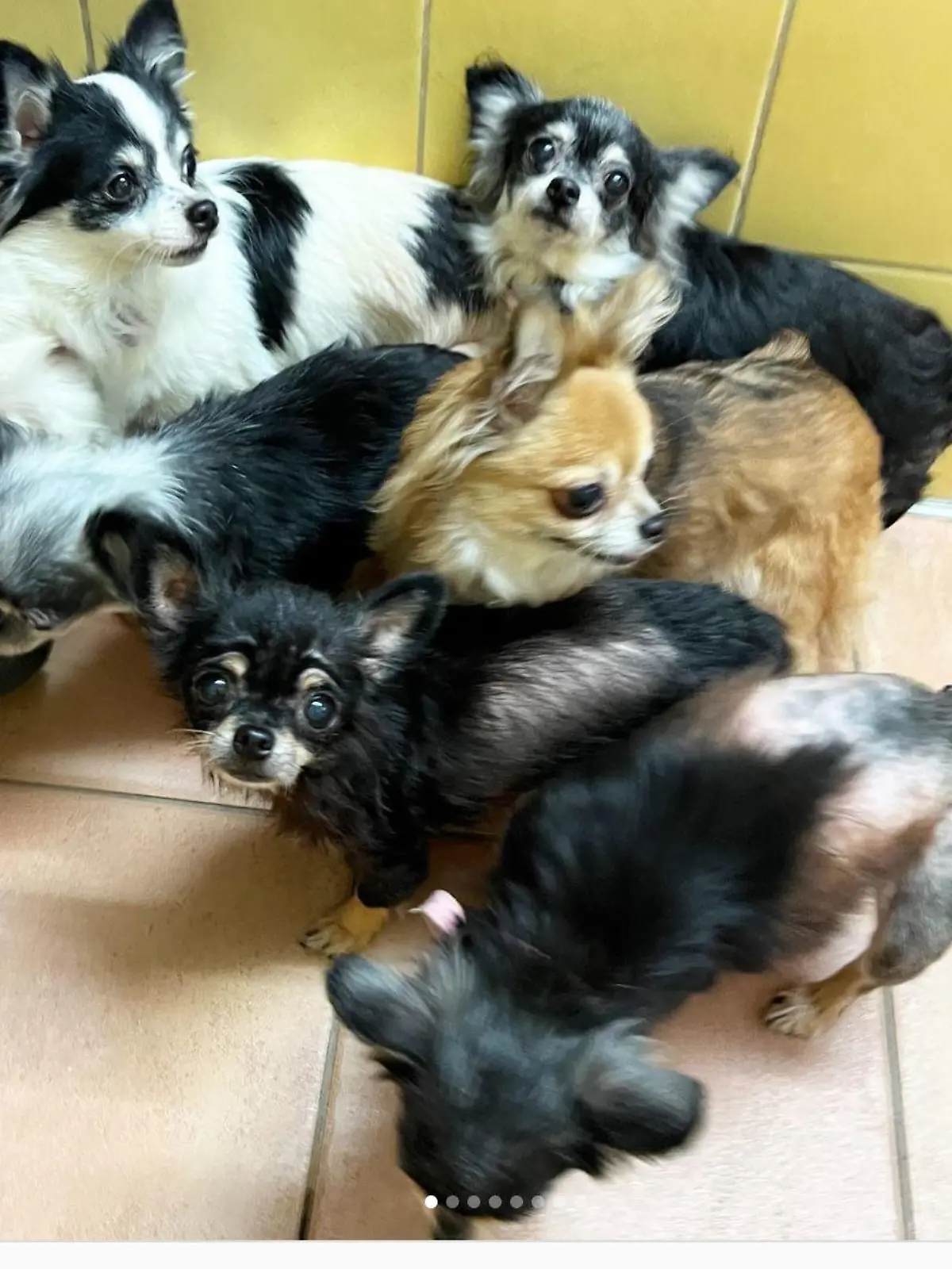 65 Tiere wurden aus dem Tierheim Dellbrück gerettet.