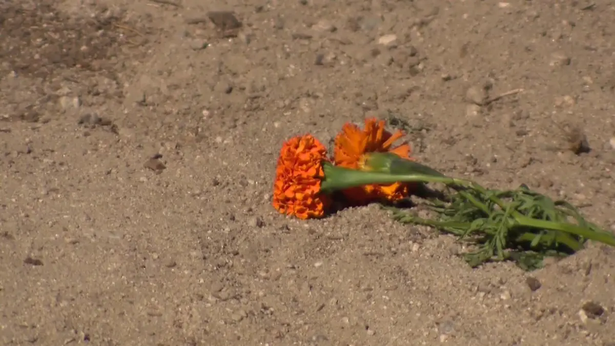 Die toten Tiere liegen im Garten begraben.