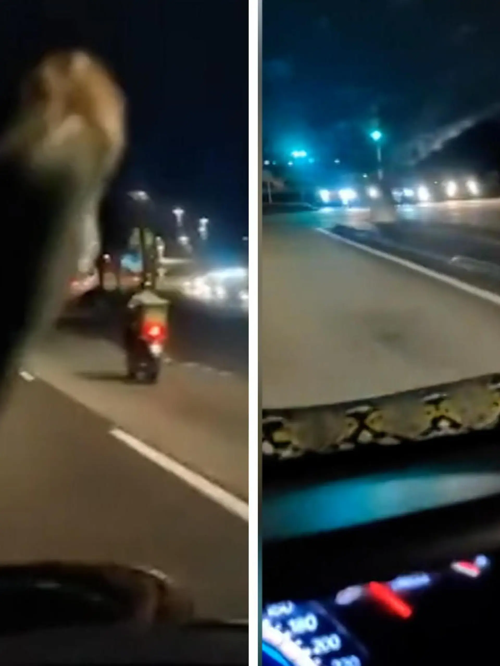 Es ist eine Horrorvorstellung für viele Autofahrer. Doch einem Mann in Malaysia passiert genau das! Er fährt nichtsahnend auf der Straße, als er plötzlich den riesigen blinden Passagier bemerkt. Wie er reagiert und ob das Tier die Fahrt überlebt, sehen Sie im Video.