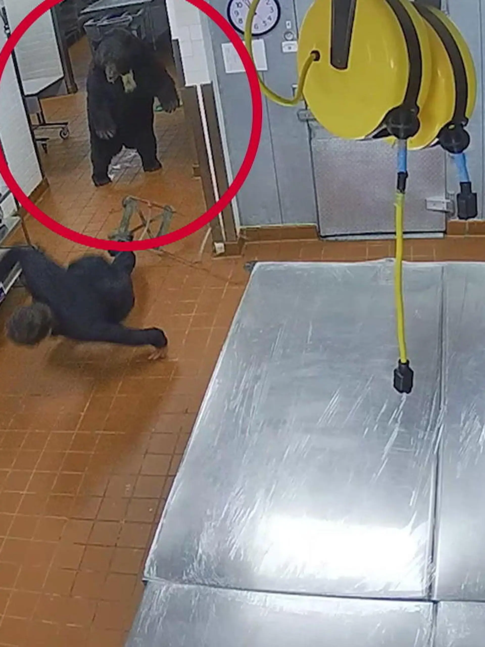 Gefährlicher Ausflug! In Aspen hat sich ein Bär in eine Hotelküche verirrt. Er streift umher und sucht nach Leckereien. Doch dann wird er von einem Wachmann überrascht. Wie der Bär reagiert, sehen Sie im Video.