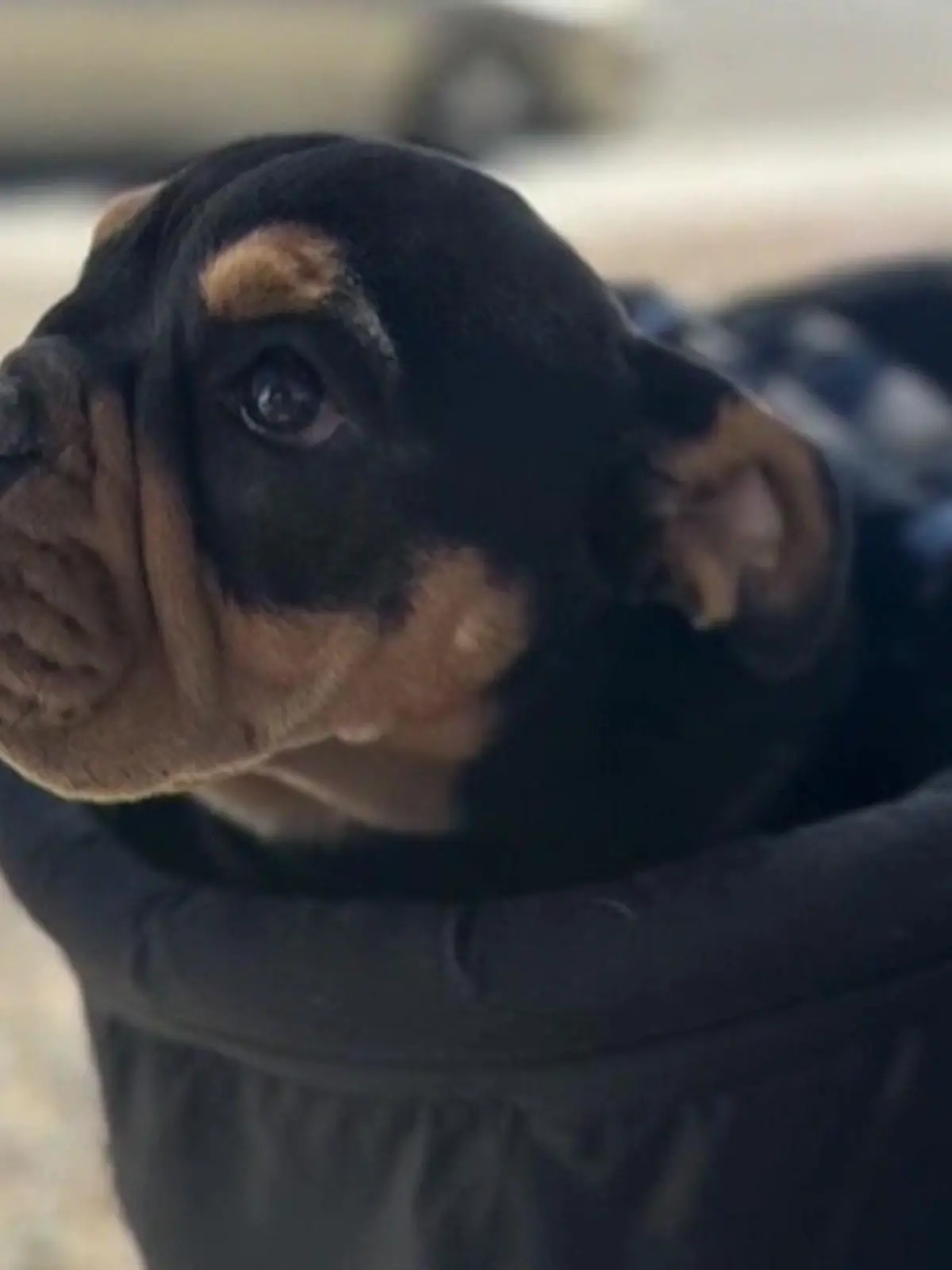 Ein Schwarm von aggressiven Bienen hat in Kalifornien drei Hunde getötet. Die Besitzer sind verzweifelt. Denn auch Hund Nummer vier schwebt in Lebensgefahr und die Tierarztrechnung ist hoch. Ob es Rettung gibt, erfahren Sie im Video.