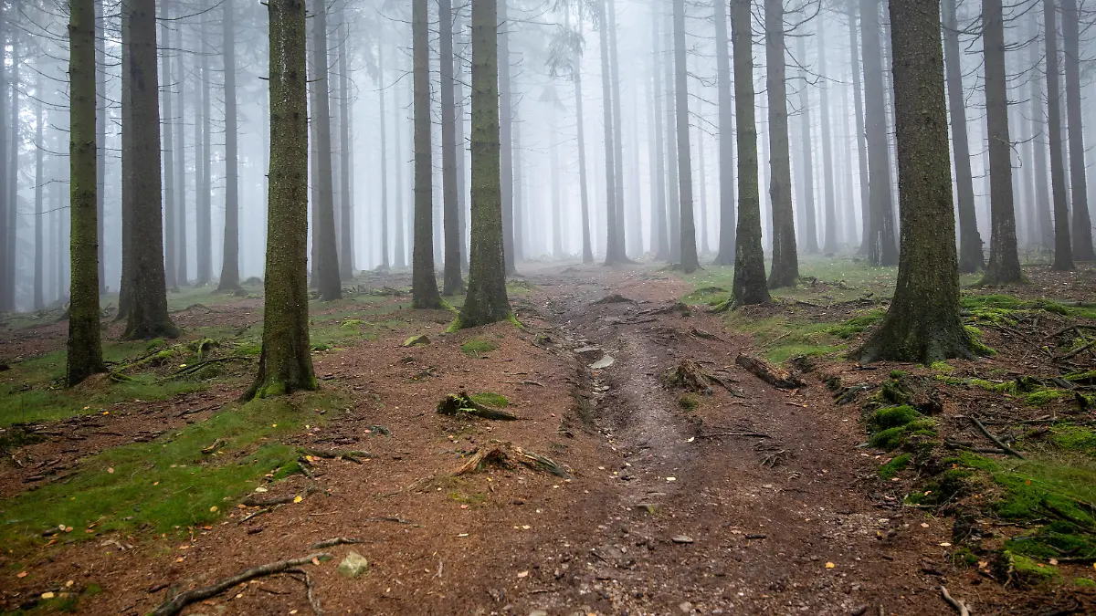  Herbstwald im Nebel 25.10.2020, Kronberg Hessen: Der Wald am Fuchstanz mit herbstlich verfärbten Blättern an den Bäumen im Taunus liegt im Nebel., Königstein Deutschland *** Herbstwald im Nebel 25 10 2020, Kronberg Hessen The forest at the Fuchstanz with autumnally coloured leaves on the trees in the Taunus Mountains is in the fog , Königstein Germany