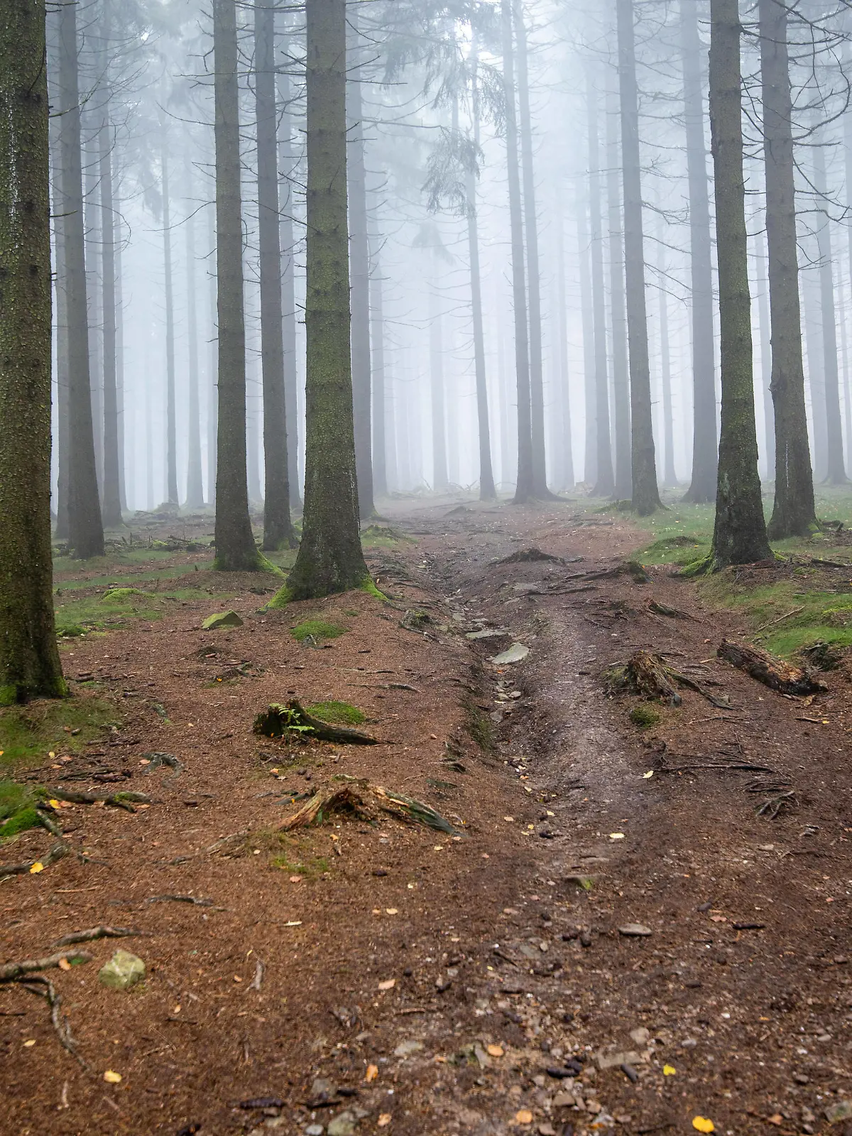  Herbstwald im Nebel 25.10.2020, Kronberg Hessen: Der Wald am Fuchstanz mit herbstlich verfärbten Blättern an den Bäumen im Taunus liegt im Nebel., Königstein Deutschland *** Herbstwald im Nebel 25 10 2020, Kronberg Hessen The forest at the Fuchstanz with autumnally coloured leaves on the trees in the Taunus Mountains is in the fog , Königstein Germany