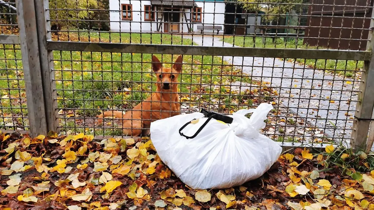 Hund Alf über Zaun von Tierheim geworfen