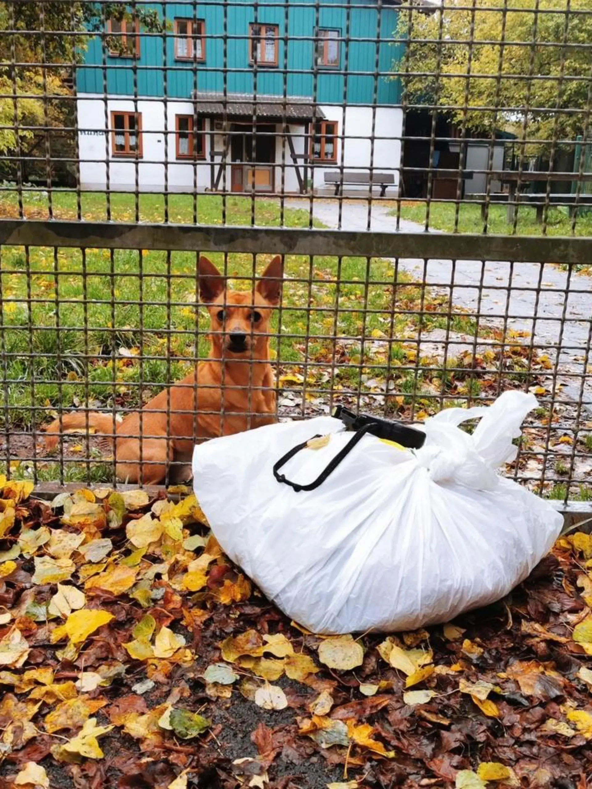 Hund Alf über Zaun von Tierheim geworfen