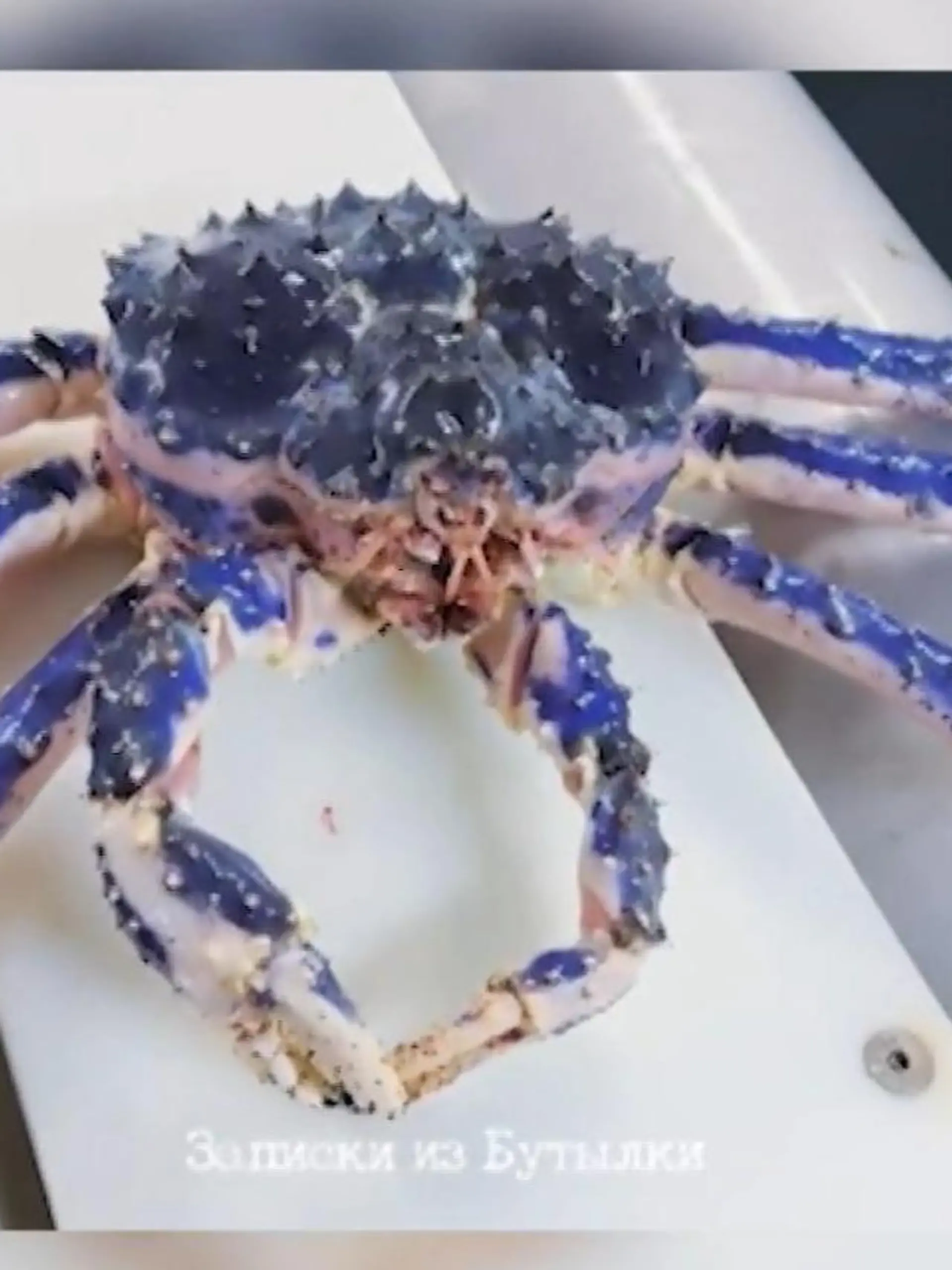 In der Tiefsee leben echte Schönheiten. Ein Angler fischte eine Krabbe aus den Tiefen des Meeres und gab ihr den Namen "Saphir-Krabbe". Warum das Tier nach einem Edelstein benannt wurde, sehen Sie im Video.