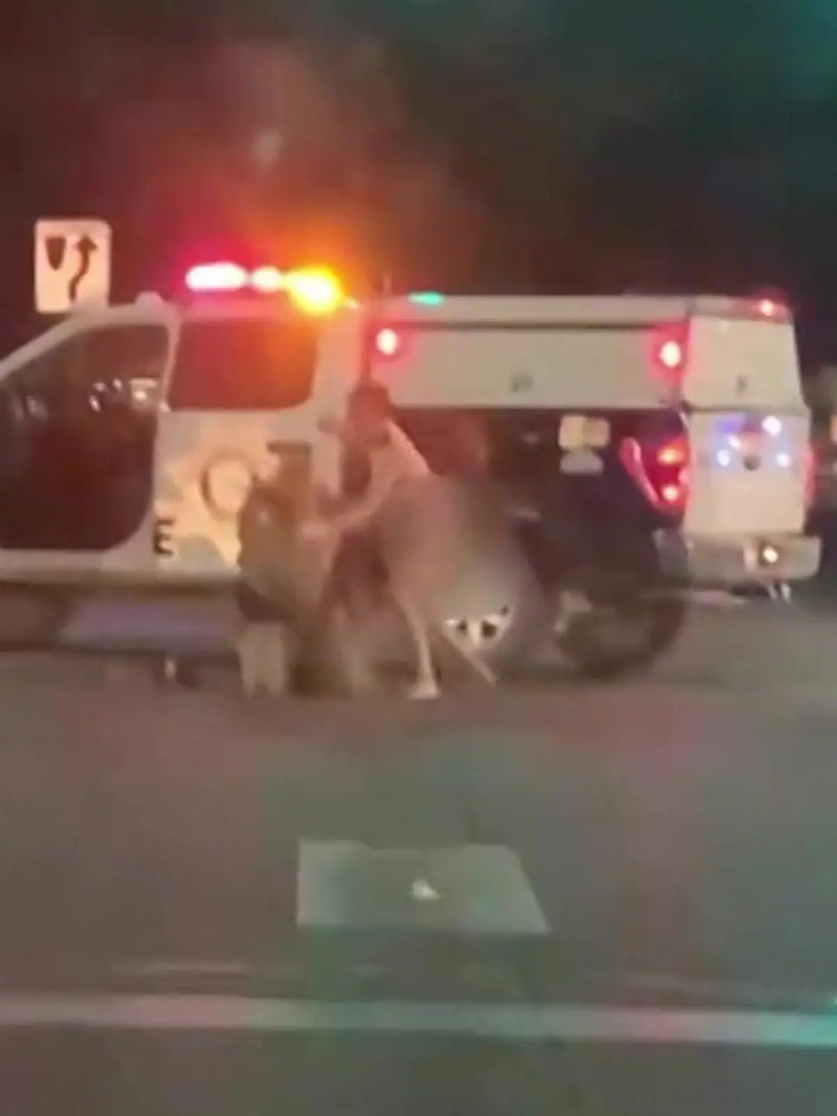 Nicht immer bleibt in Vegas, was in Vegas passiert. Vor allem dann nicht, wenn ein nackter Mann einen Polizisten verprügelt und anschließend auch noch den Streifenwagen klaut. Die verrückten Bilder gibt's im Video.