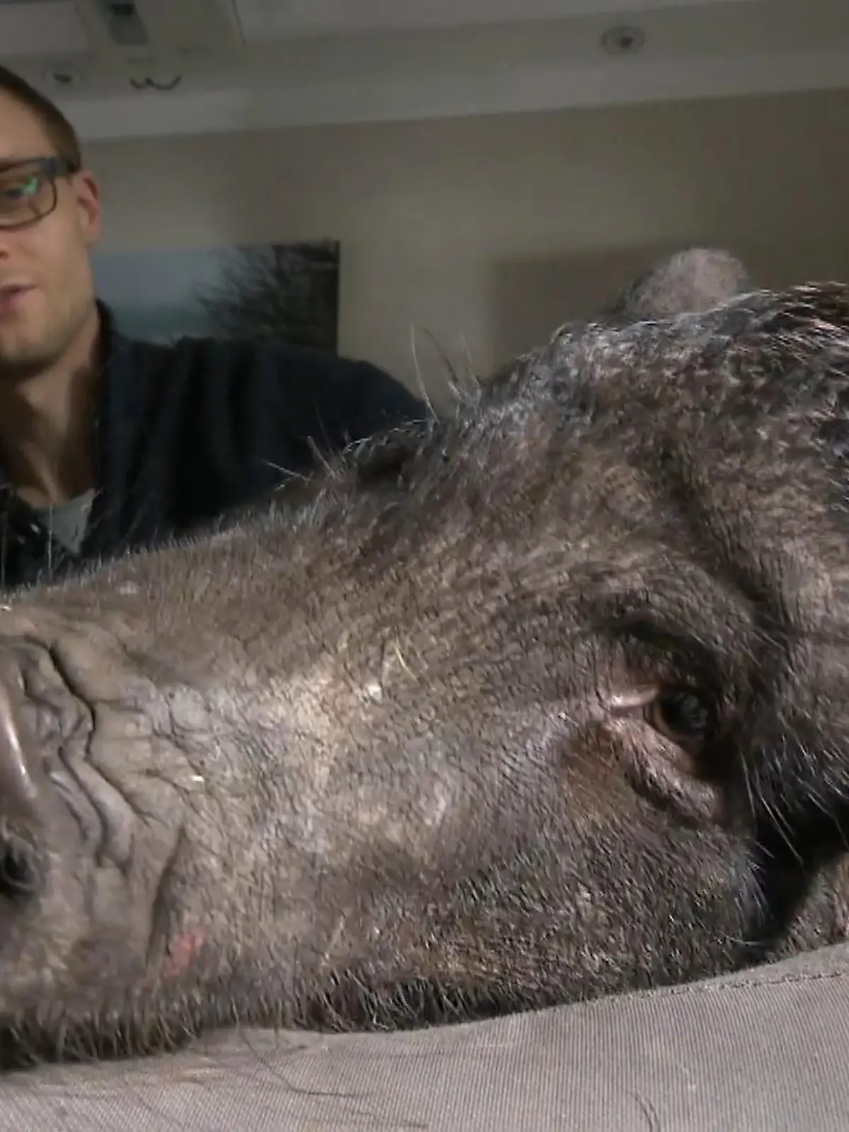 Bacon & Schnitzel sind zwei Hausschweine und leben seit 3 Jahren im beschaulichen Osterholz-Scharmbeck in Niedersachsen. Jetzt hatten die beiden Besitzer Jan und Nadine Warnken die Idee, einen 24 Stunden-Livestream per Twitch zu aktivieren. Per Klick kann man dann den beiden zusätzlich eine Freude mit Futter machen.