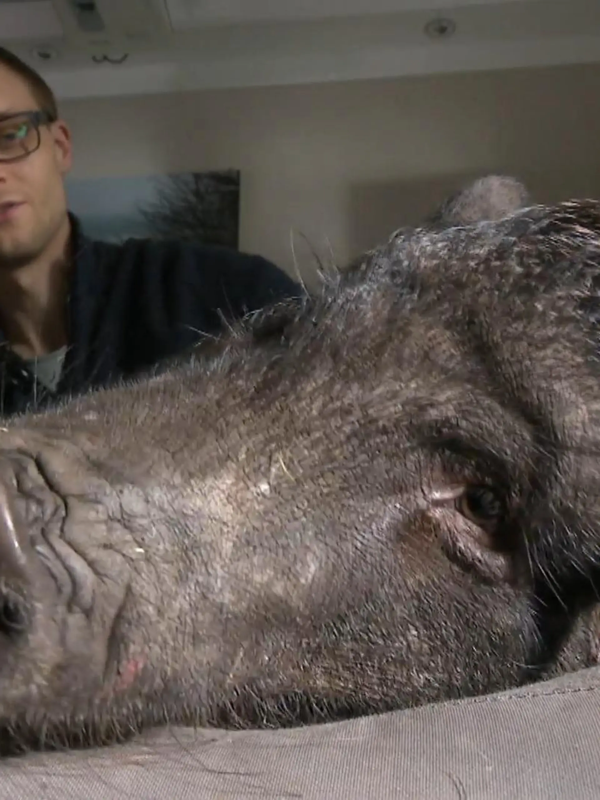 Bacon & Schnitzel sind zwei Hausschweine und leben seit 3 Jahren im beschaulichen Osterholz-Scharmbeck in Niedersachsen. Jetzt hatten die beiden Besitzer Jan und Nadine Warnken die Idee, einen 24 Stunden-Livestream per Twitch zu aktivieren. Per Klick kann man dann den beiden zusätzlich eine Freude mit Futter machen.