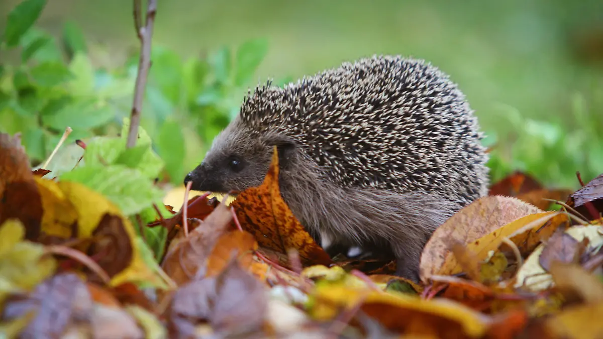 ARCHIV - 11.11.2007, Bayern, Kaufbeuren: Ein Igel läuft durch einen Garten. Wenn Mama-Igel auf der Suche nach Futter von einem Mähroboter erfasst, einem Auto überfahren oder einem anderen Tier getötet wird, bleibt ihrem Nachwuchs nichts anderes übrig, als sich um sich selbst zu kümmern. (zu dpa Schwer verletzt oder fast tot: Igelstationen in Sachsen am Limit") Foto: Karl-Josef Hildenbrand/dpa +++ dpa-Bildfunk +++