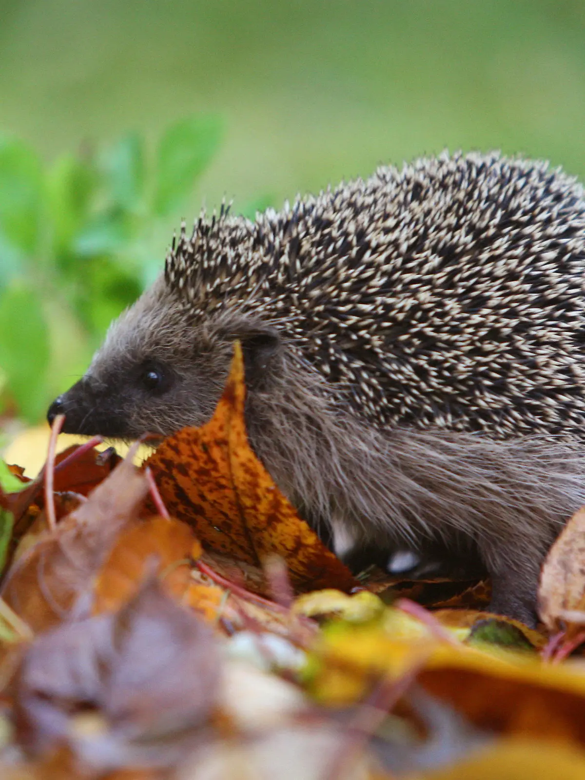 ARCHIV - 11.11.2007, Bayern, Kaufbeuren: Ein Igel läuft durch einen Garten. Wenn Mama-Igel auf der Suche nach Futter von einem Mähroboter erfasst, einem Auto überfahren oder einem anderen Tier getötet wird, bleibt ihrem Nachwuchs nichts anderes übrig, als sich um sich selbst zu kümmern. (zu dpa Schwer verletzt oder fast tot: Igelstationen in Sachsen am Limit") Foto: Karl-Josef Hildenbrand/dpa +++ dpa-Bildfunk +++