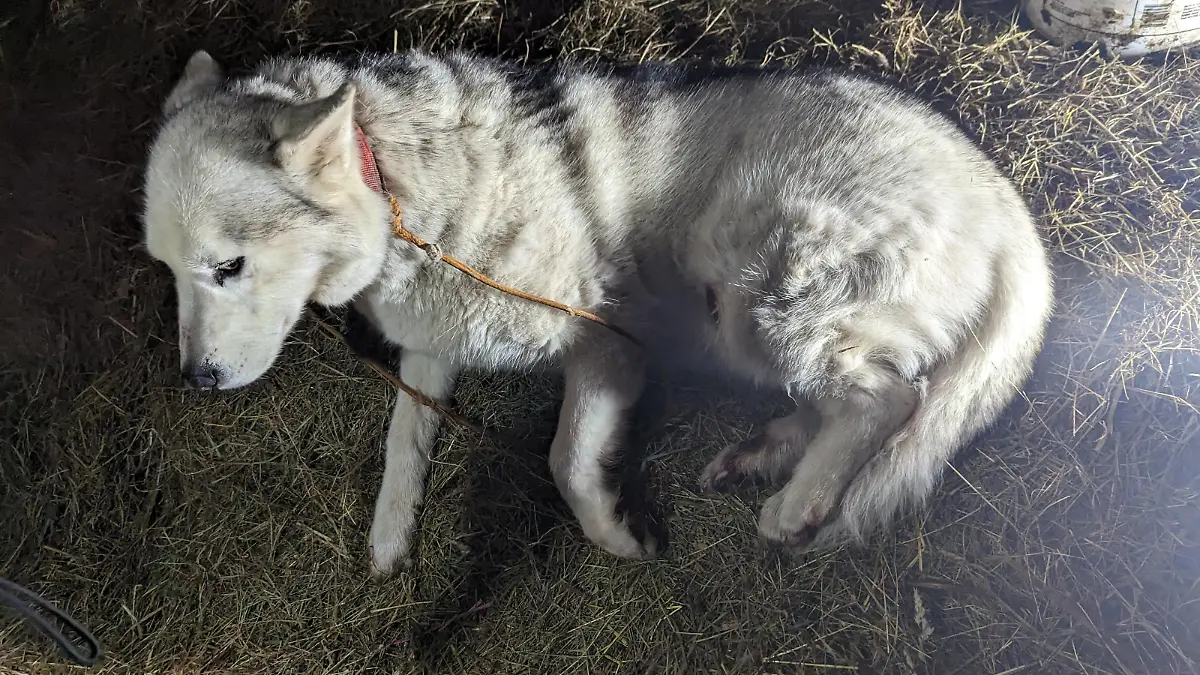 SONDERKONDITIONEN: Satzpreis!
White husky Daisy was dumped in a cow barn by callous Kim Norman Rendall after the horrific ordeal that saw the pooch dragged along a road whilst tied to the farmerÕs car on April 17. Photo released October 31 2023. See SWNS story SWCCdog. A farmer who drove along a road with a dog tied to his car before dumping it in a barn and hiding its location from the police could be jailed. Cruel Kim Norman Rendall dragged his white husky Daisy for around 200 metres while tied with rope to the rear of his red Nissan Micra - leaving her 'haemoredging' blood across the road, a court heard. Numerous motorists witnessed the horror and tried to stop Rendall, 65, by beeping and flashing their lights. / action press
