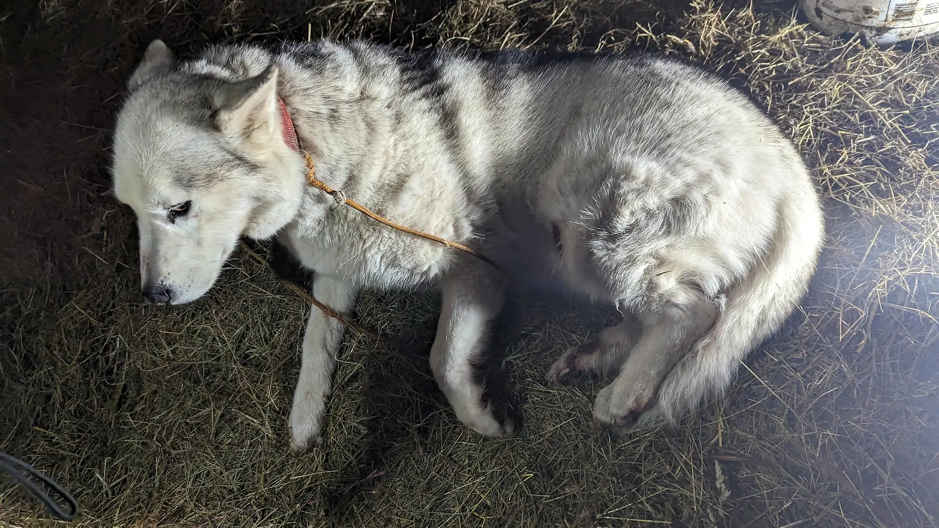 SONDERKONDITIONEN: Satzpreis!
White husky Daisy was dumped in a cow barn by callous Kim Norman Rendall after the horrific ordeal that saw the pooch dragged along a road whilst tied to the farmerÕs car on April 17. Photo released October 31 2023. See SWNS story SWCCdog. A farmer who drove along a road with a dog tied to his car before dumping it in a barn and hiding its location from the police could be jailed. Cruel Kim Norman Rendall dragged his white husky Daisy for around 200 metres while tied with rope to the rear of his red Nissan Micra - leaving her 'haemoredging' blood across the road, a court heard. Numerous motorists witnessed the horror and tried to stop Rendall, 65, by beeping and flashing their lights. / action press