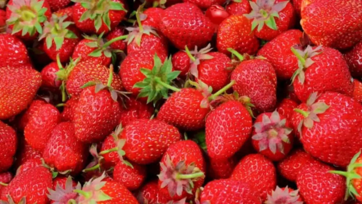 Viele Erdbeeren und nur eine Kirsche - aber wo hat sie sich versteckt?