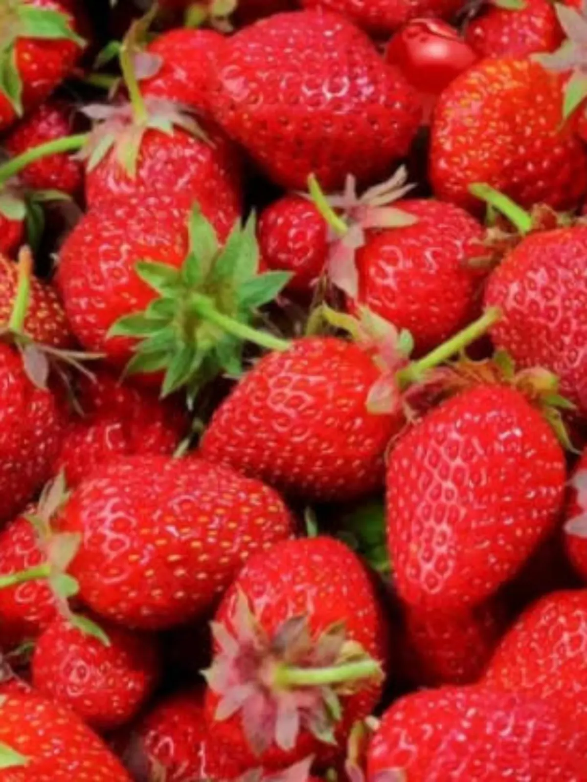 Viele Erdbeeren und nur eine Kirsche - aber wo hat sie sich versteckt?