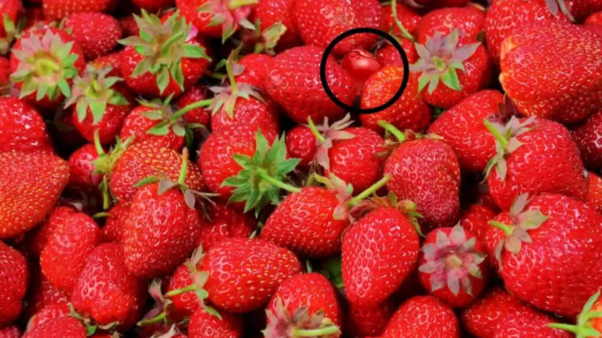 Kniffelig zu sehen, aber hier oben hat sich die Kirsche versteckt.