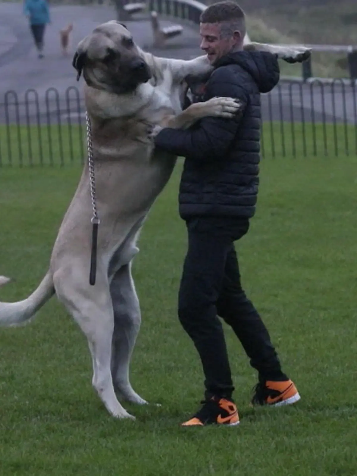 Er ist wirklich riesig! Wenn Abu, ein türkischer Malakli, auf seinen Hinterbeinen steht, ist er unglaubliche 2,10 Meter groß. Englands wohl größten Hund sehen Sie im Video!