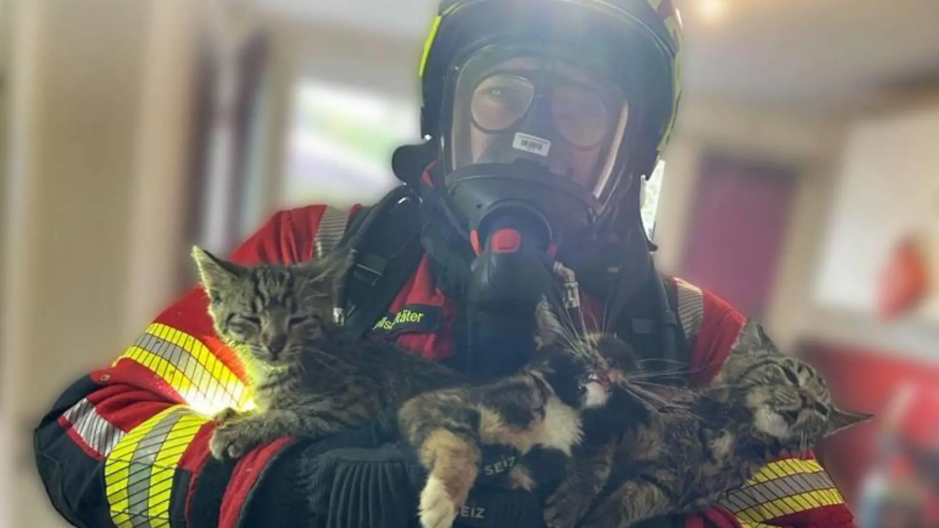 Ein Feuerwehrmann trägt die Kätzchen aus der Wohnung.