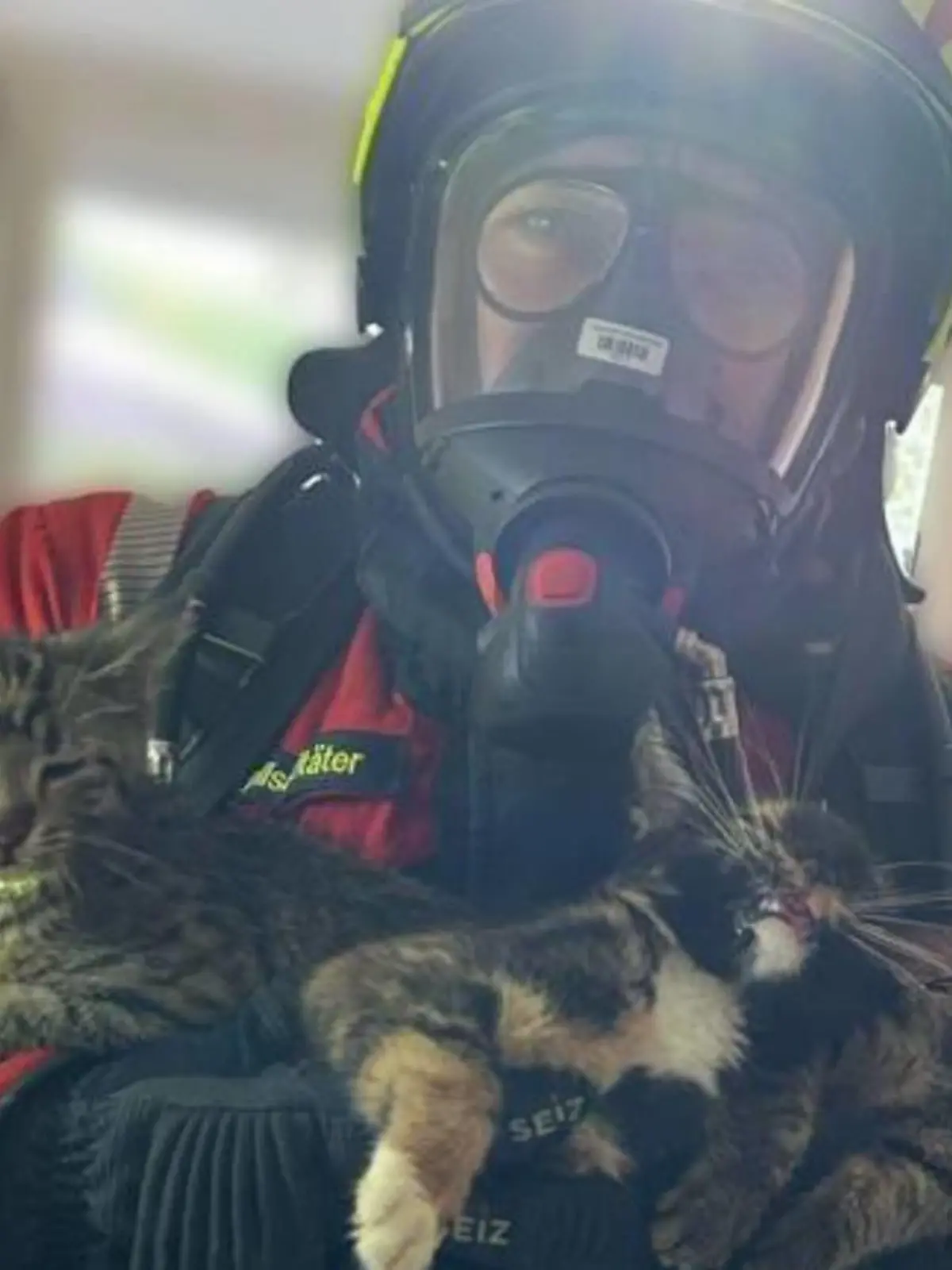 Ein Feuerwehrmann trägt die Kätzchen aus der Wohnung.