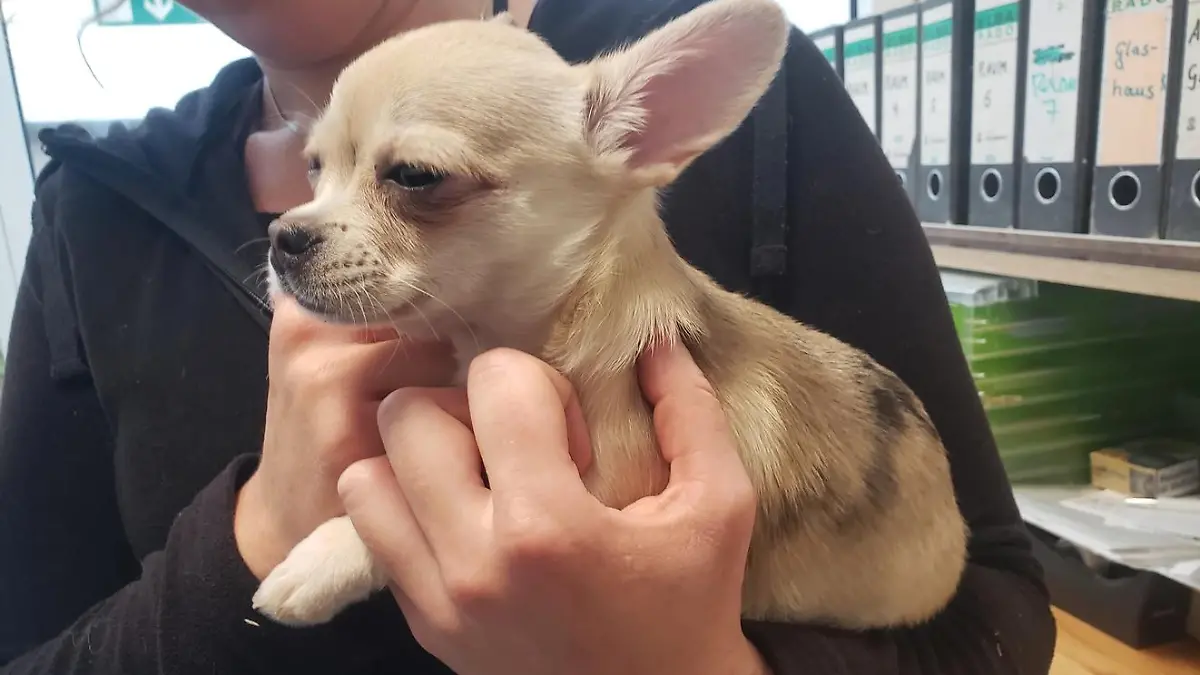 Ein heller Chihuahua-Welpe.