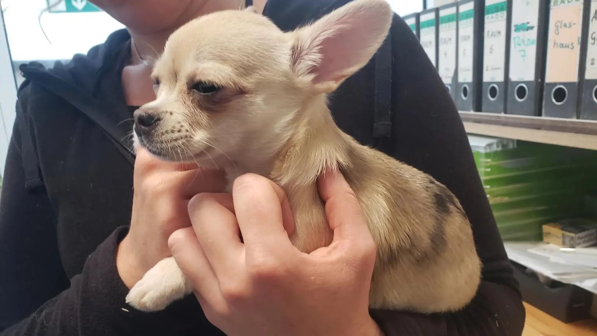 Ein heller Chihuahua-Welpe.