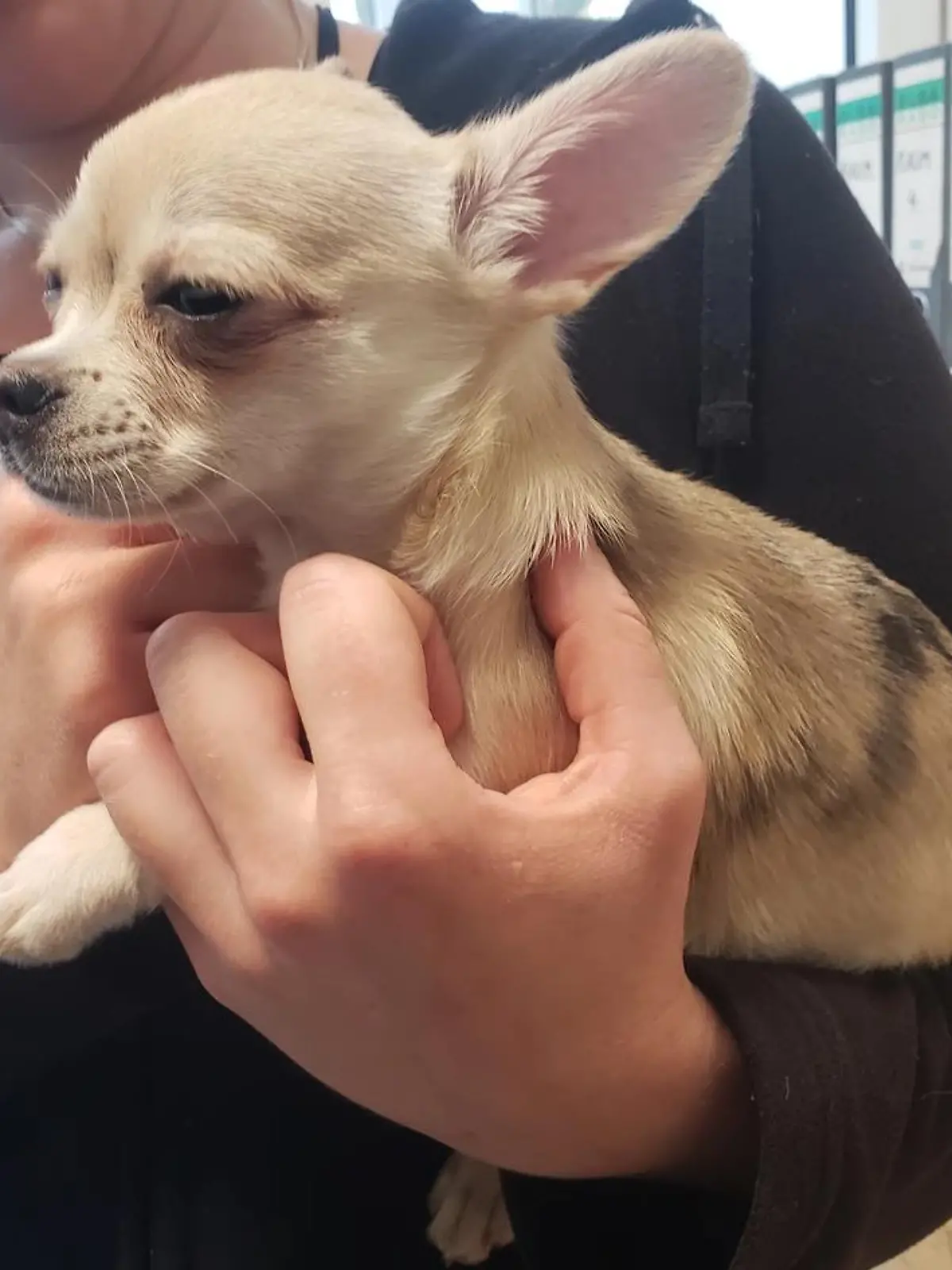 Ein heller Chihuahua-Welpe.