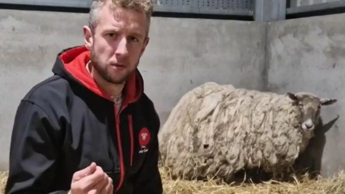 Cammy Wilson und Schaf