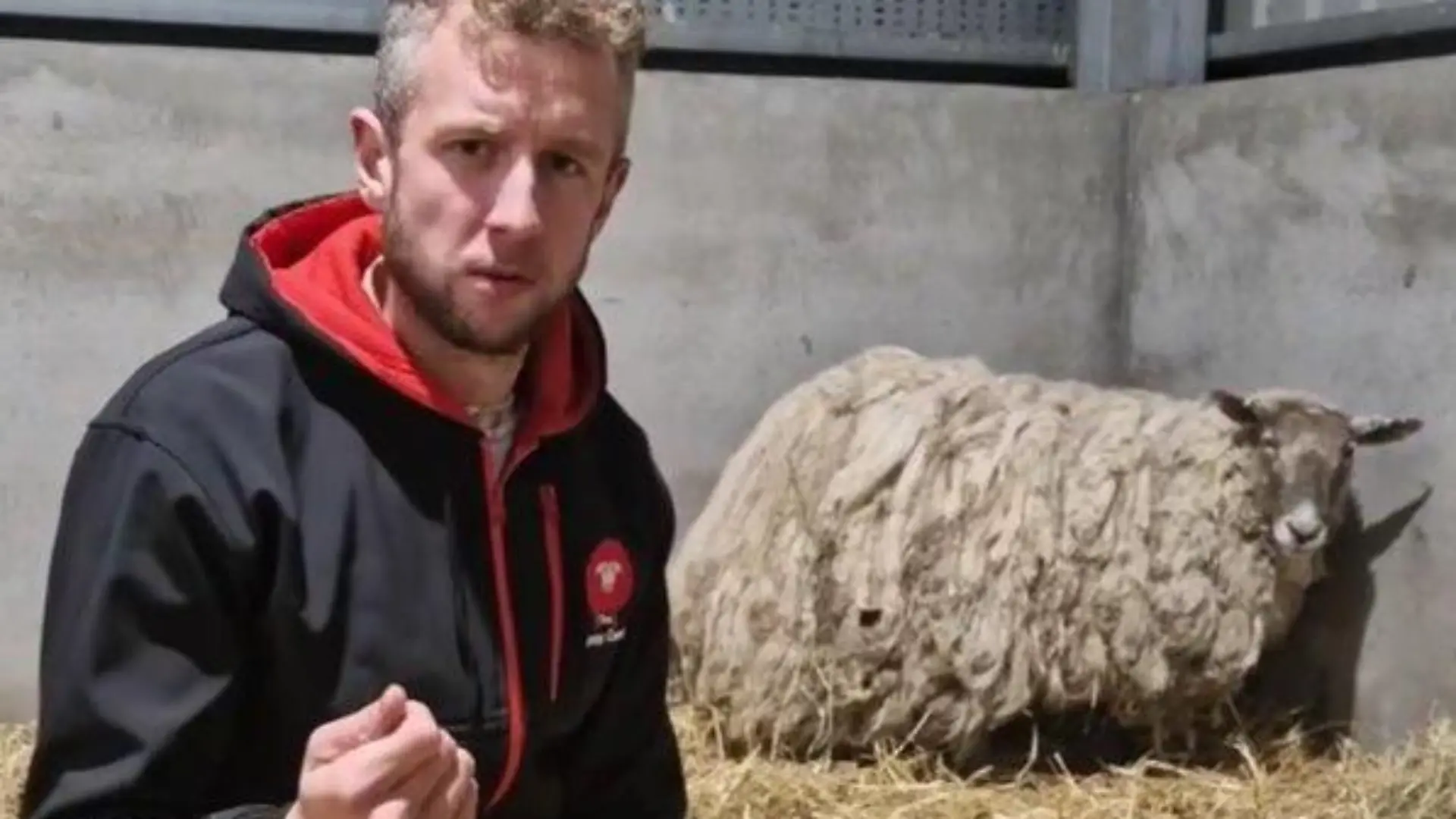 Cammy Wilson und Schaf