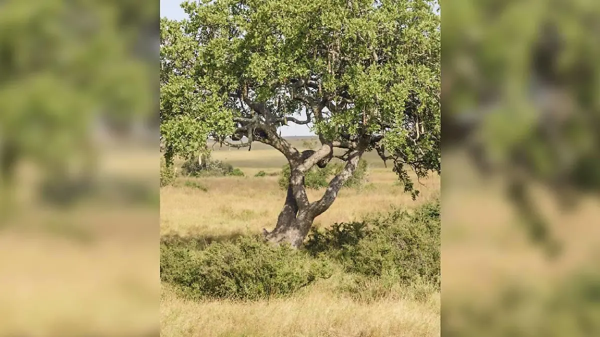 Leopard im Baum