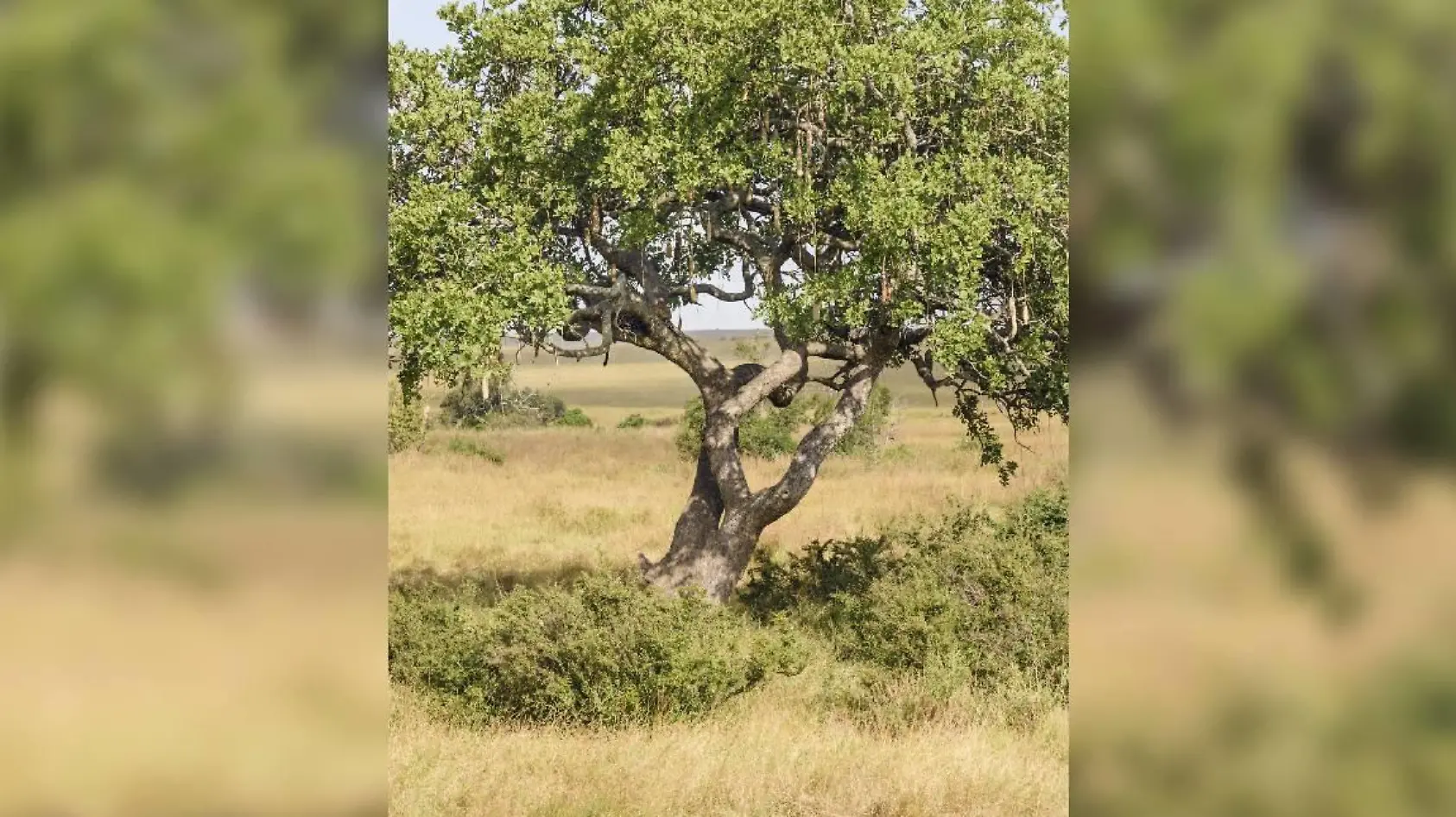 Finden Sie den Leoparden im Baum?