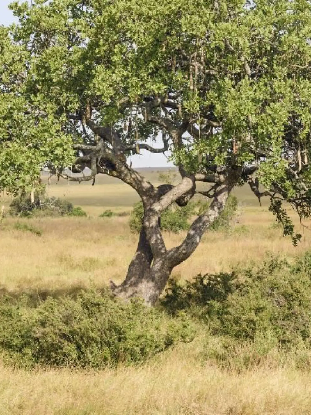 Leopard im Baum