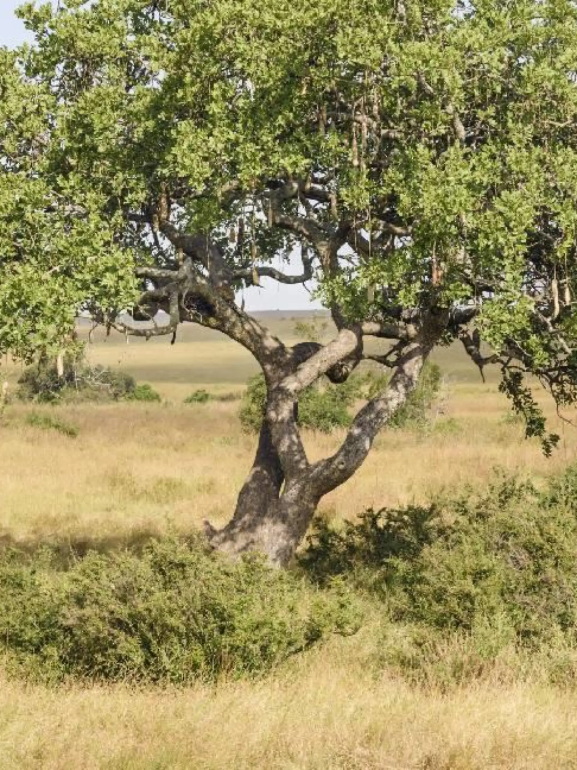 Leopard im Baum