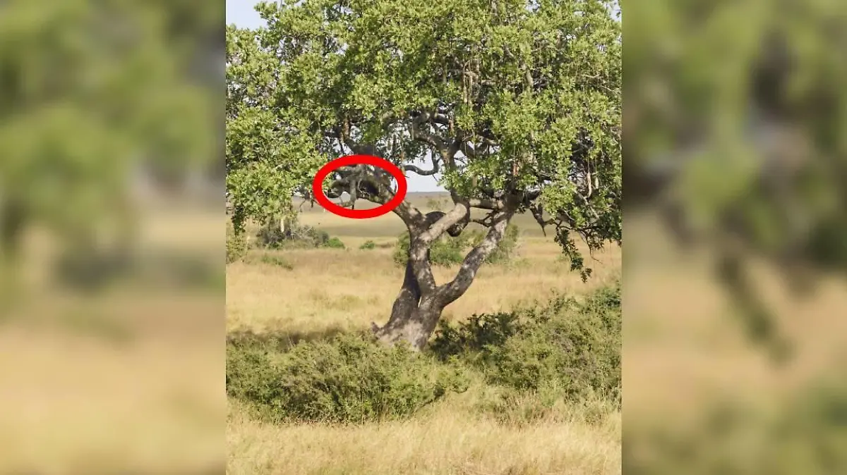 Auflösung Suchbild