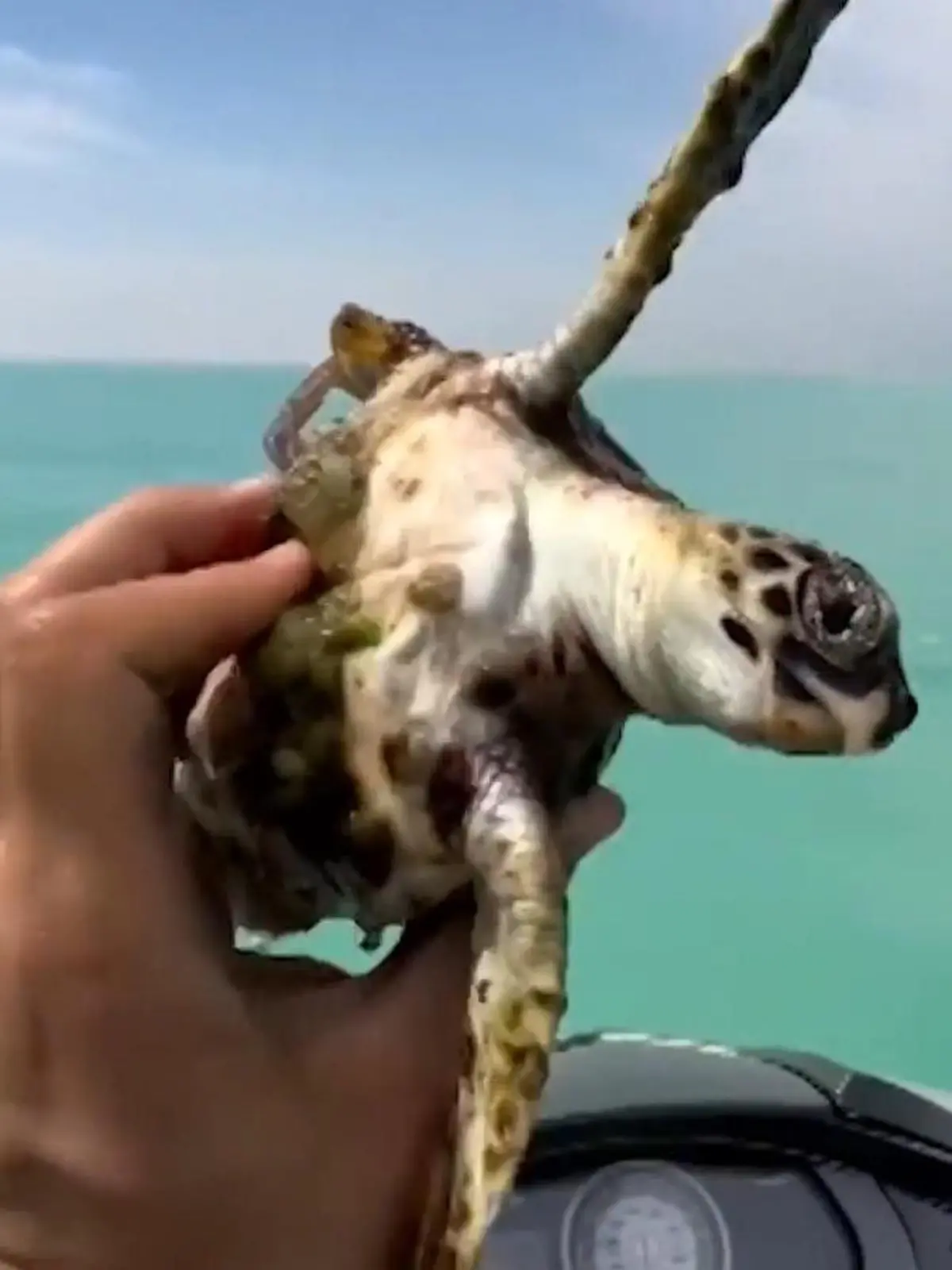 Diese Schildkröte ist von Muscheln und anderem Getier befallen. Vor lauter blinden Passagieren auf ihrem Panzer kann sie kaum noch schwimmen und treibt nur regungslos auf dem Wasser. Wie ein Jetski-Fahrer zum Retter in der Not wird, zeigt unser Video!