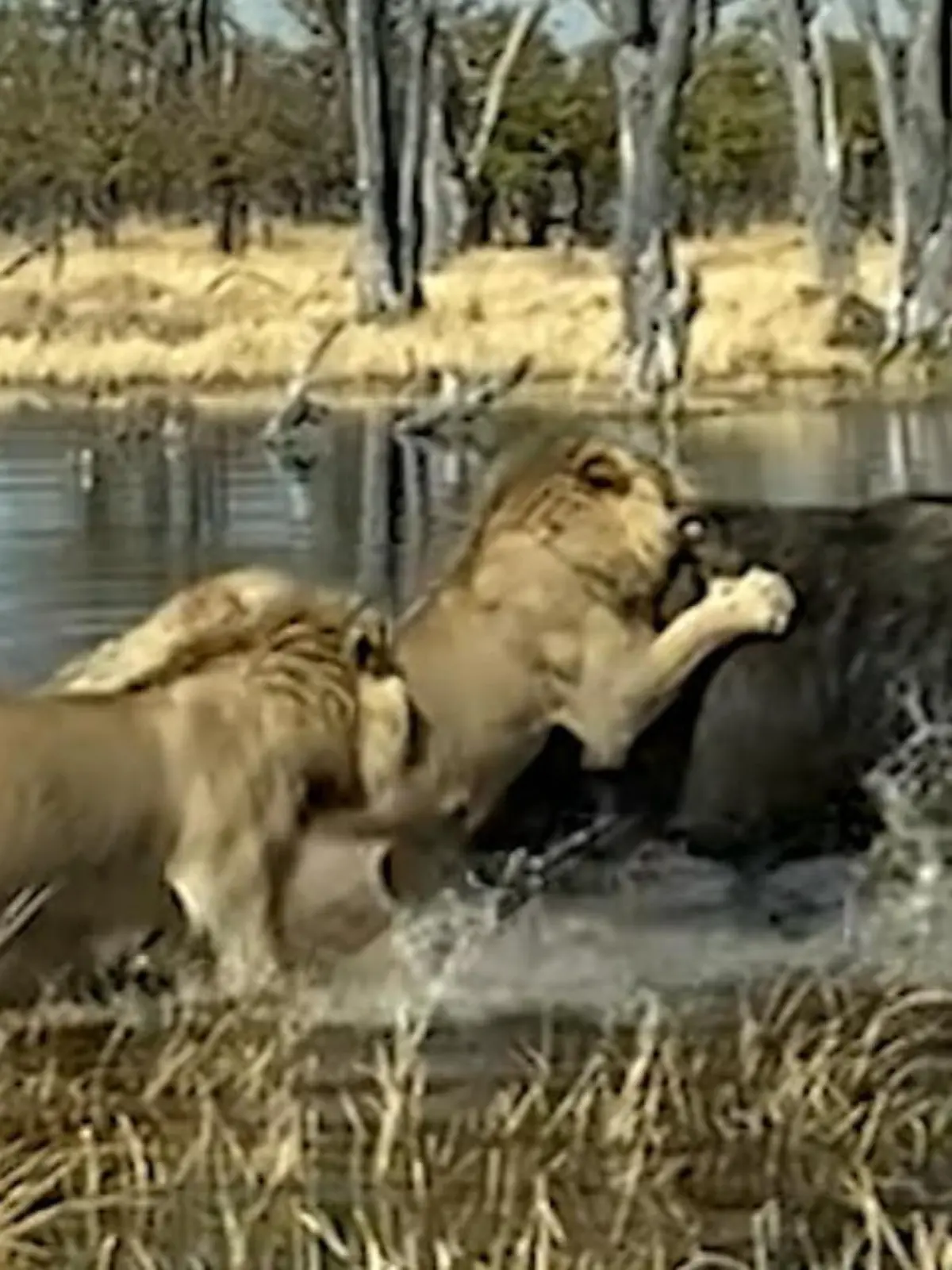 Ein Büffel gegen sechs Löwen. Das ist das Ergebnis doch ziemlich eindeutig oder? Nicht unbedingt! Denn dieser Büffel, der im Moremi Game Reserve in Botswana lebt, denkt überhaupt nicht daran, als Leckerbissen für die Raubkatzen herzuhalten.