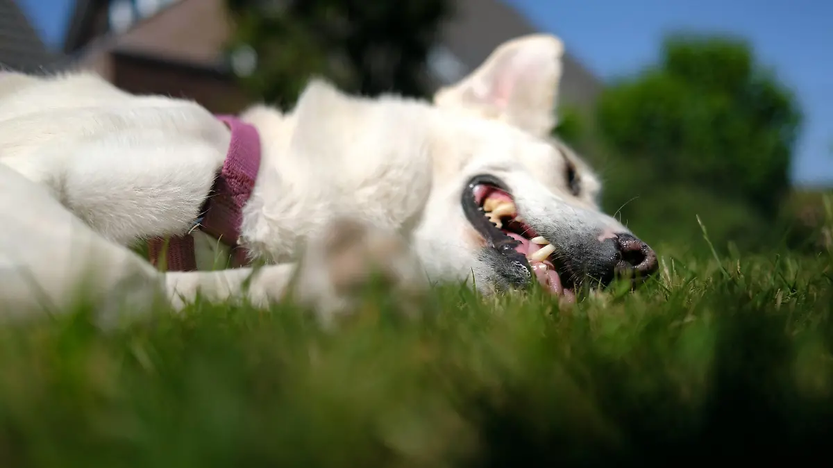 01.06.2020, Nordrhein-Westfalen, Düsseldorf: Ein Hund liegt in der Mittagssonne in einem Garten und hechelt. Foto: Martin Gerten/dpa +++ dpa-Bildfunk +++