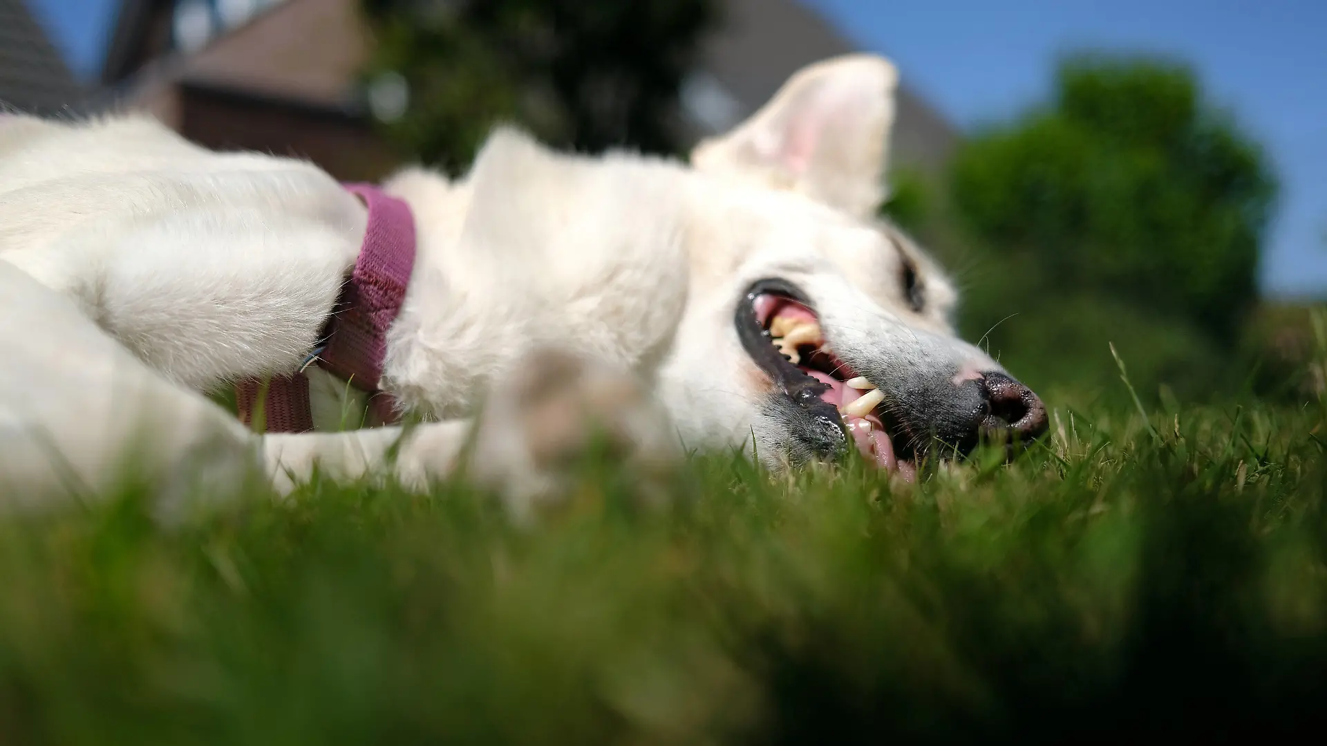 01.06.2020, Nordrhein-Westfalen, Düsseldorf: Ein Hund liegt in der Mittagssonne in einem Garten und hechelt. Foto: Martin Gerten/dpa +++ dpa-Bildfunk +++