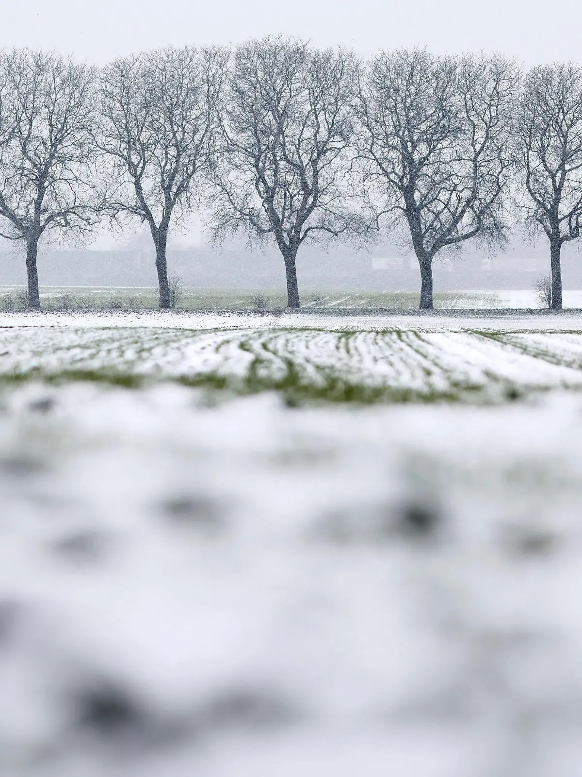 Schneefall um Köln führt zu Unfällen und Stau: Am Mittwoch erlebte das Rheinland einen Wintereinbruch mit Schnee und Glätte. Im Bild ein verschneites Feld mit einer Allee kahler Bäume. Themenbild, Symbolbild Köln, 08.03.2023 NRW Deutschland *** Snowfall around Cologne leads to accidents and traffic jams On Wednesday, the Rhineland experienced a winter onset with snow and icy conditions In the picture, a snow-covered field with an avenue of bare trees Topic image, symbol image Cologne, 08 03 2023 NRW Germany Copyright: xChristophxHardtx