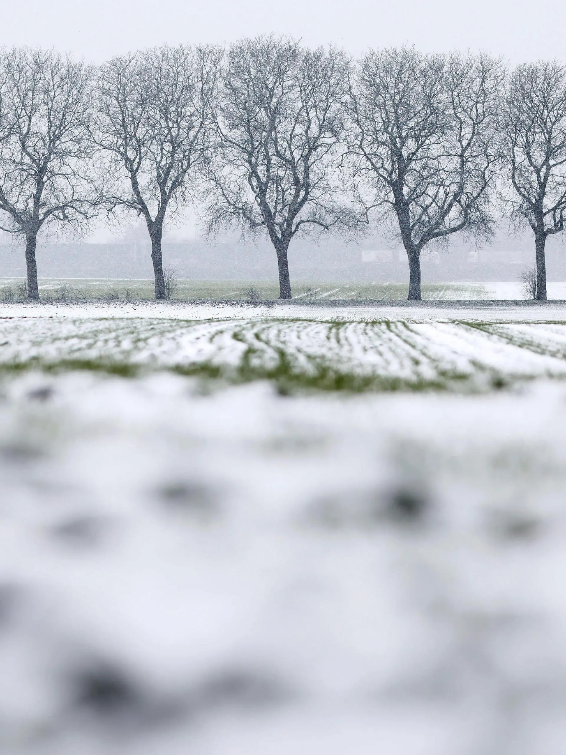 Schneefall um Köln führt zu Unfällen und Stau: Am Mittwoch erlebte das Rheinland einen Wintereinbruch mit Schnee und Glätte. Im Bild ein verschneites Feld mit einer Allee kahler Bäume. Themenbild, Symbolbild Köln, 08.03.2023 NRW Deutschland *** Snowfall around Cologne leads to accidents and traffic jams On Wednesday, the Rhineland experienced a winter onset with snow and icy conditions In the picture, a snow-covered field with an avenue of bare trees Topic image, symbol image Cologne, 08 03 2023 NRW Germany Copyright: xChristophxHardtx