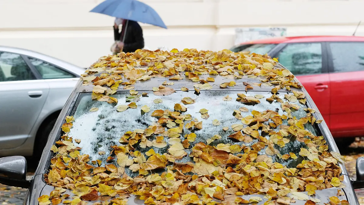Regen lässt Lindenblätter auf einem Auto haften. Der November beginnt in Sachsen mit regnerischem Wetter.