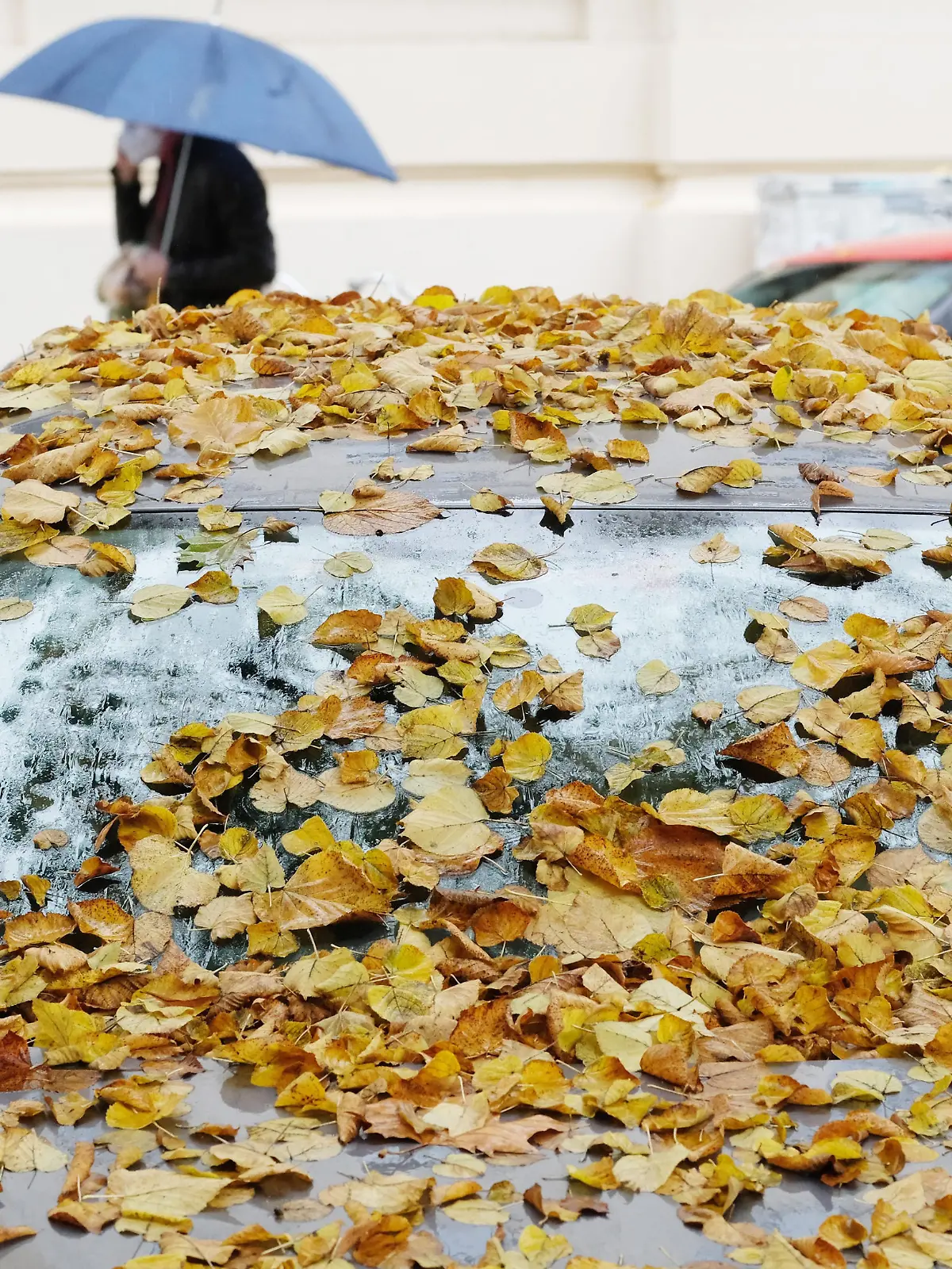Regen lässt Lindenblätter auf einem Auto haften. Der November beginnt in Sachsen mit regnerischem Wetter.
