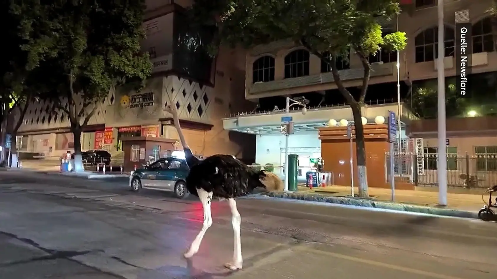 Strauß in chinesischer Stadt unterwegs