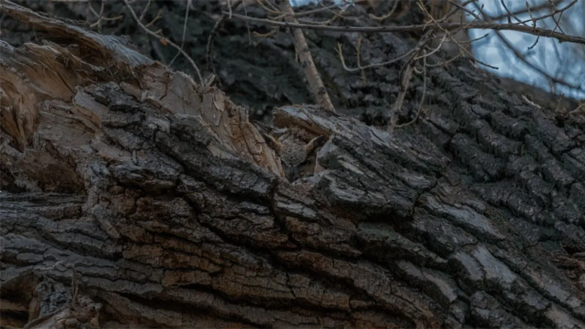 Eule im Baum